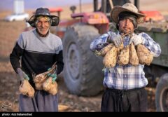 هسته‌ای در کشاورزی ــ 71  |اصلاح چغندرقند برای قنددهی بیشتر