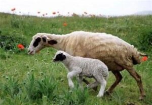 هسته‌ای در کشاورزی ــ 73 | کاربرد هسته‌ای در کنترل انگل‌های گوسفند