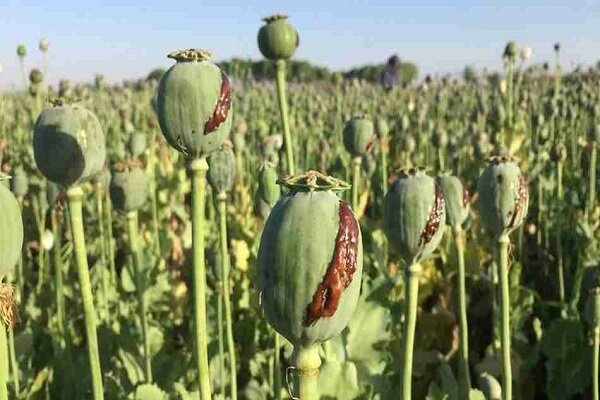 ورود مجلس به روند اجرای مصوبه کشت شقایق ایرانی