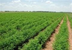 کشاورزی نوین در کرمانشاه 57 میلیون مترمکعب آب را ذخیره می‌کند