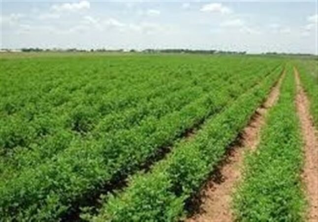 کشاورزی نوین در کرمانشاه 57 میلیون مترمکعب آب را ذخیره می‌کند