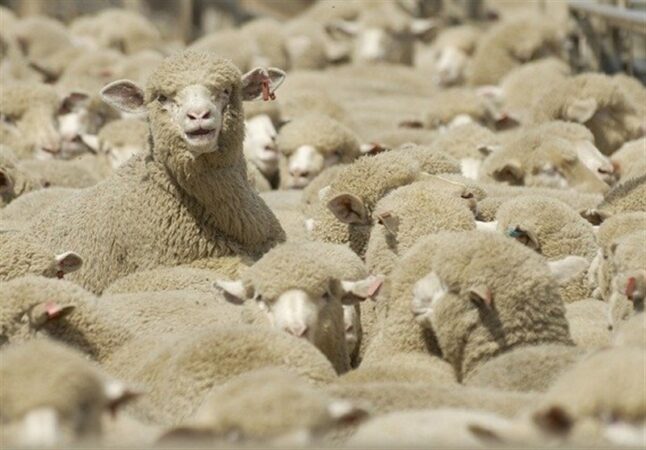 قطر رسما خواستار واردات دام سبک از ایران شد