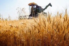 بازار غلات در آستانه تغییر توازن؛کاهش تولید صادرکنندگان بزرگ، زنگ خطر برای امنیت عرضه گندم