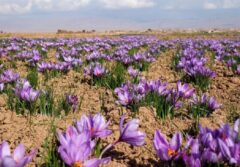 رکورد تازه در بورس کالا / ۱۴۵ میلیارد تومان زعفران معامله شد