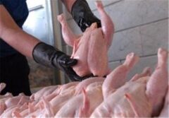 صادرات گوشت مرغ مجاز مشروط شد