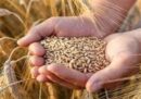 هرگونه جابه‌جایی غیرمجاز گندم قاچاق است