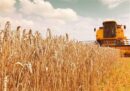 کسری منابع خرید تضمینی گندم؛ تهدید ظرفیت تولید 13.7 میلیون تنی