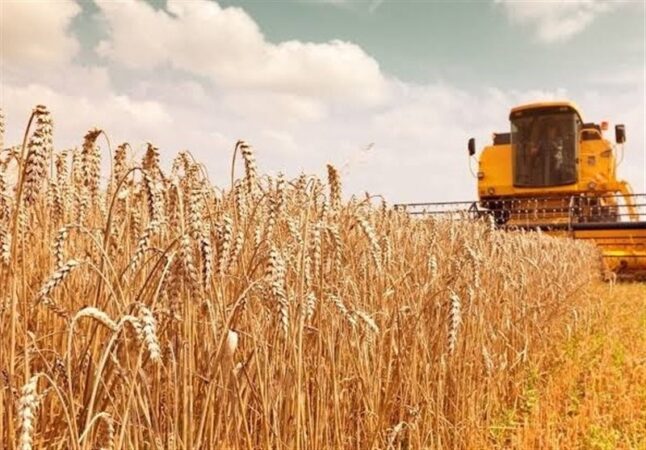 مطالبات گندمکاران تا پایان مهرماه تسویه می‌شود