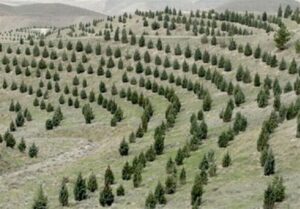 آغاز پویش ملی نهال‌کاری برای تحقق طرح کاشت یک میلیارد درخت