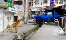 سگ‌گردانی؛ نه ممنوع، نه بی‌ضابطه